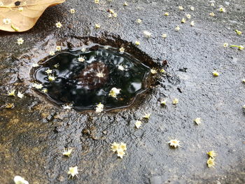 High angle view of insect on wet surface