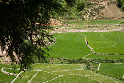 High angle view of trees on field