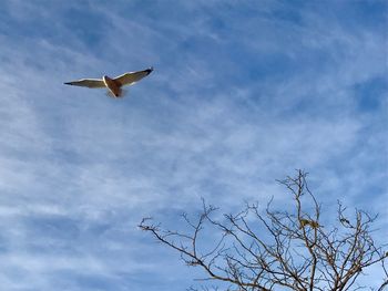 Low angle view of eagle flying against sky