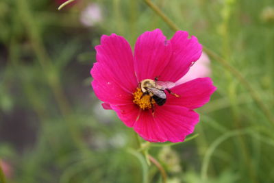 Close-up of bee on flower