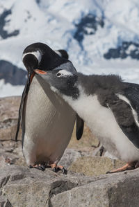 Penguin on rock