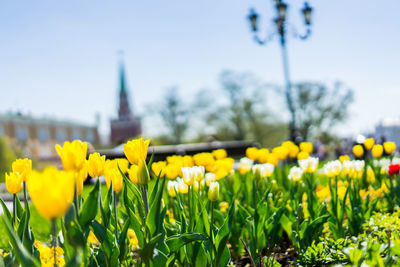 Yellow flowering plants on field against sky