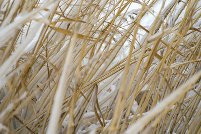 Full frame shot of wheat field