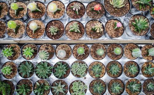 Full frame shot of cactus in potted plants