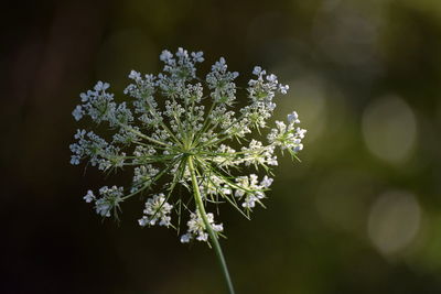 Close-up of white flowering plant