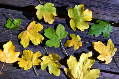 High angle view of leaves on table