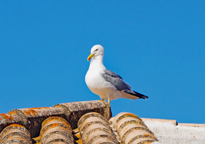 Low angle view of seagull perching on roof against clear blue sky