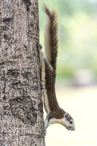 Close-up of squirrel on tree trunk