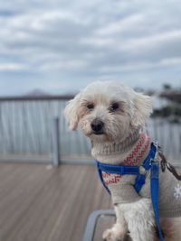 Portrait of white dog