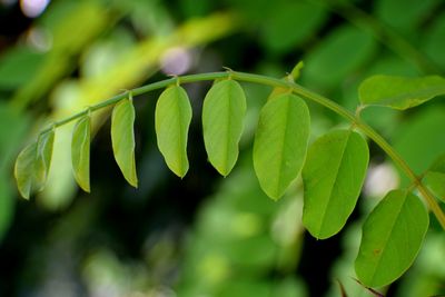 Close-up of leaves