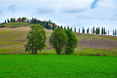 Scenic view of agricultural field against sky