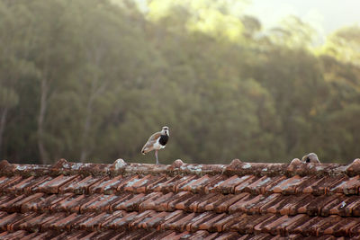 Bird perching on stone wall