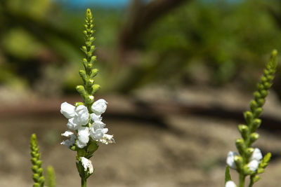 Close-up of white flowering plant