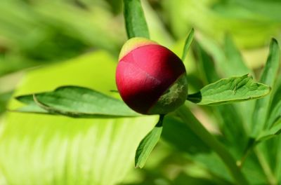 Close-up of strawberry growing on plant