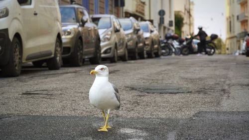 Bird perching on street in city