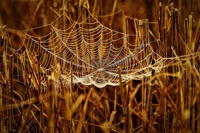 Close-up of wet spider web on plant