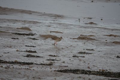 View of seagulls on beach