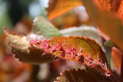 Close-up of pink flowering plant