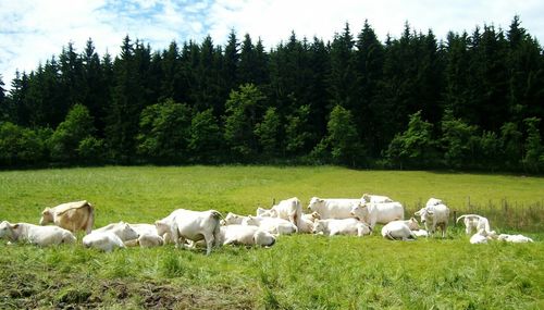 Sheep grazing on grassy field