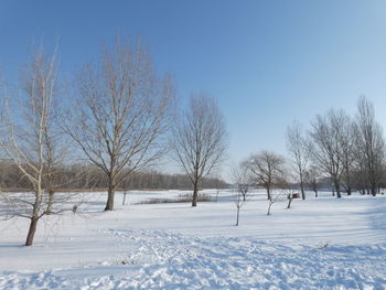 Bare trees on snow covered field against sky