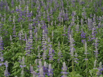 Close-up of purple flowering plants on field