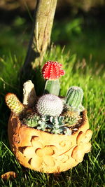 Close-up of mushroom growing on field