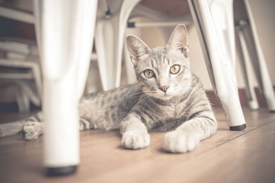 Portrait of cat resting under chair on floor at home