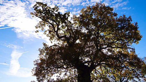 Low angle view of tree against sky