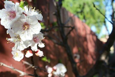 Close-up of white flowers blooming in park