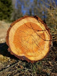 Close-up of tree stump