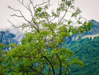 Low angle view of trees against sky