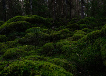 Scenic view of forest