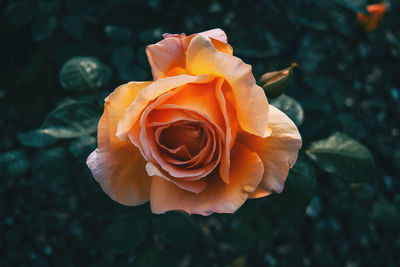 Close-up of rose against orange leaf