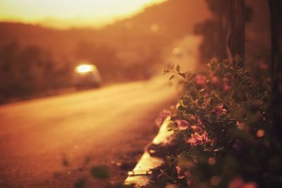 Close-up of flower tree against sky at sunset