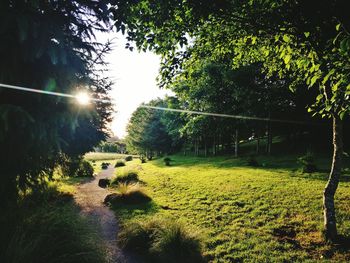 Trees and grass against sky