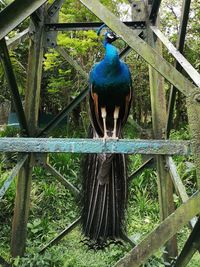 Close-up of a bird perching on wood