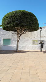 Tree against clear sky
