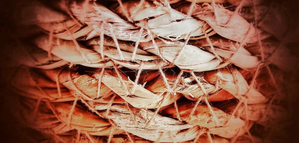 Close-up of dry leaves