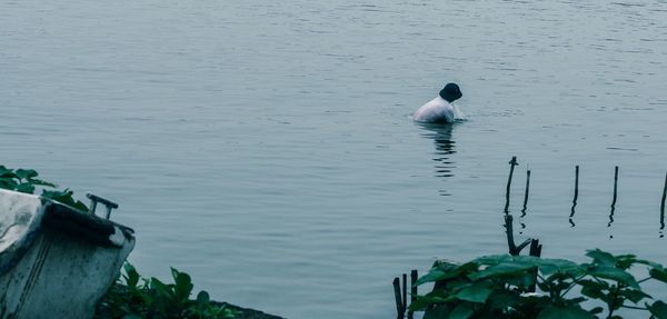 Bird perching in water