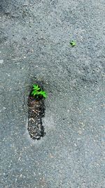 High angle view of plant growing on road