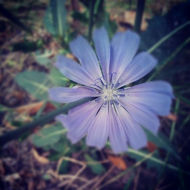 flower, freshness, fragility, petal, flower head, purple, growth, close-up, single flower, beauty in nature, focus on foreground, nature, plant, blooming, in bloom, pollen, selective focus, field, day, outdoors