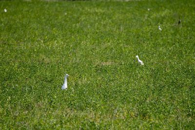 Bird perching on a field