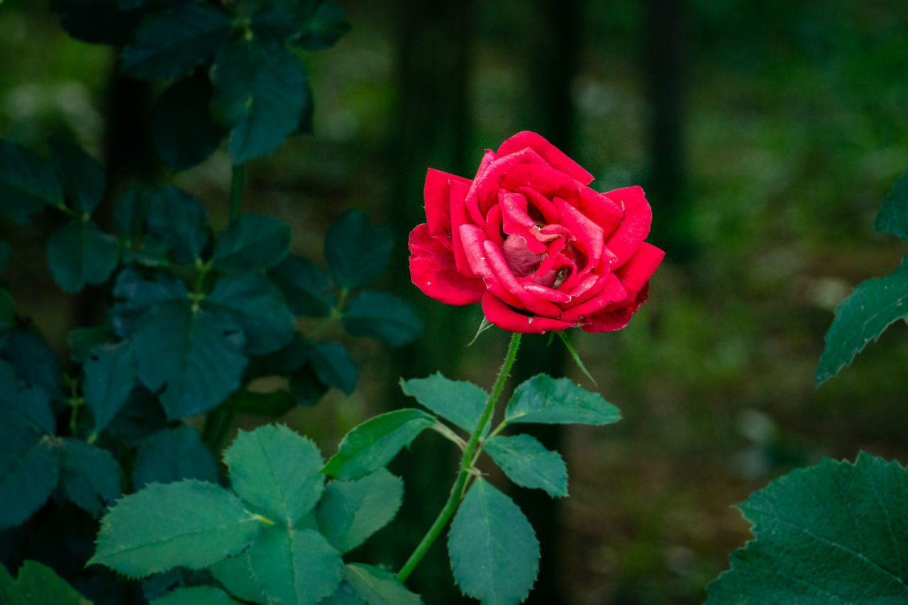 CLOSE-UP OF RED ROSE