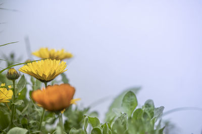 Flowering plants in a garden during spring