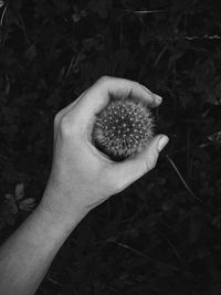 Close-up of cropped hand holding plant
