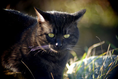 Close-up portrait of a cat