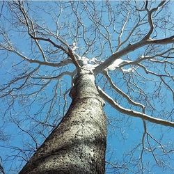 Low angle view of bare trees against blue sky