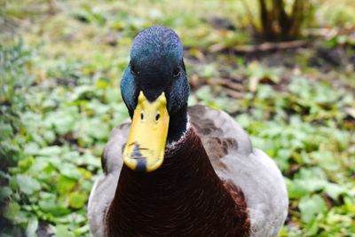 Close-up portrait of a bird