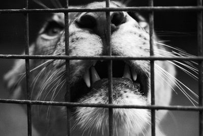 Close-up of lion in cage