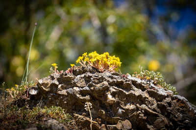 Close-up of moss growing on rock